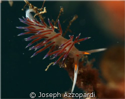 Nudibranch at Mauri wreck in Valletta Malta by Joseph Azzopardi 